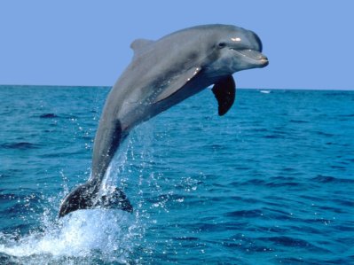 Cute-dolphins-dolphins-6939939-1024-768