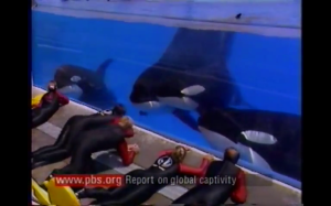 Orcas in captivity at SeaWorld.
